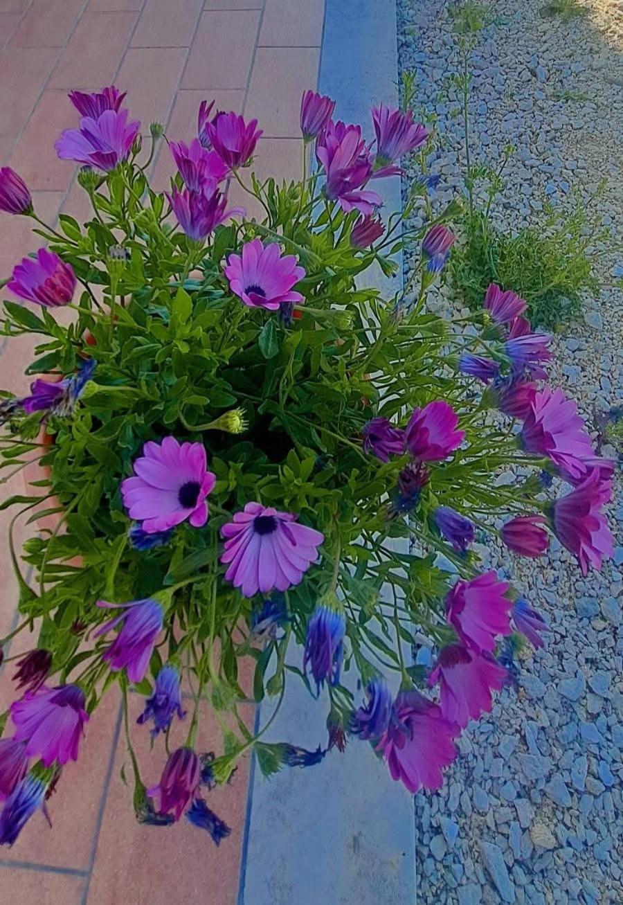 Agriturismo Maremma Amara ซาตูร์เนีย ภายนอก รูปภาพ