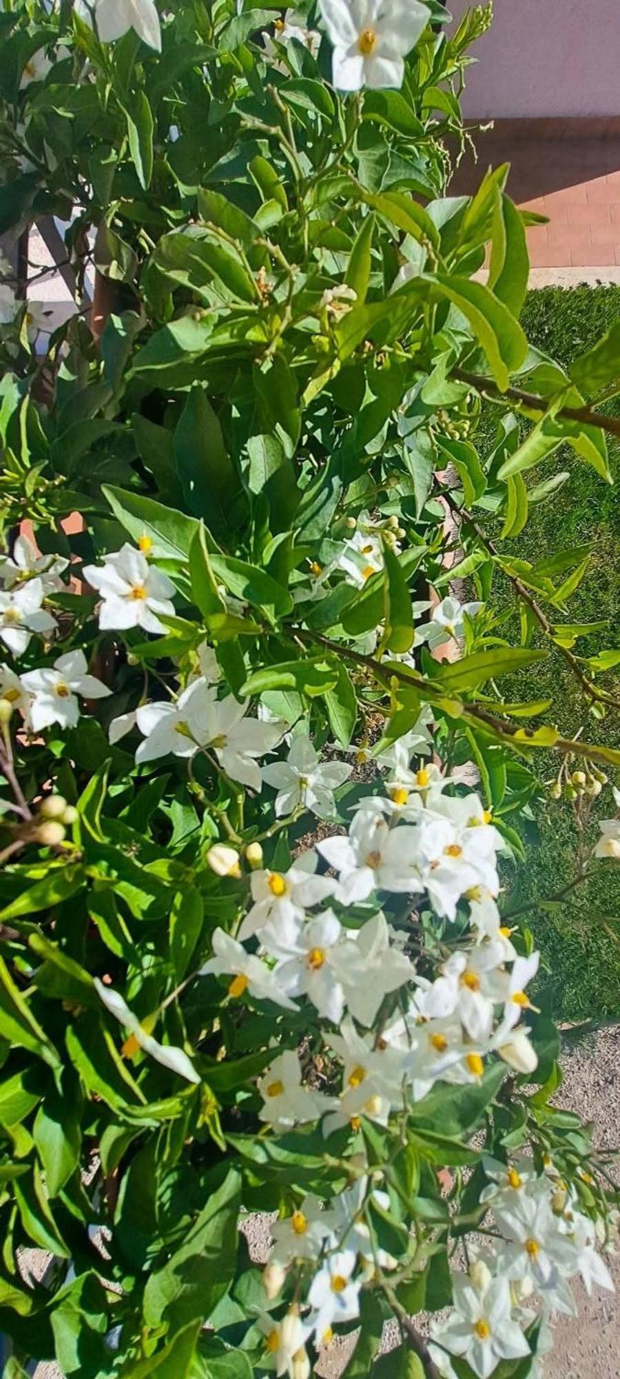 Agriturismo Maremma Amara ซาตูร์เนีย ภายนอก รูปภาพ